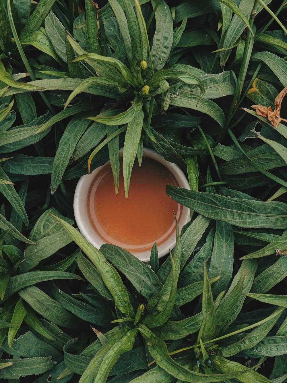 tea cup and leaves