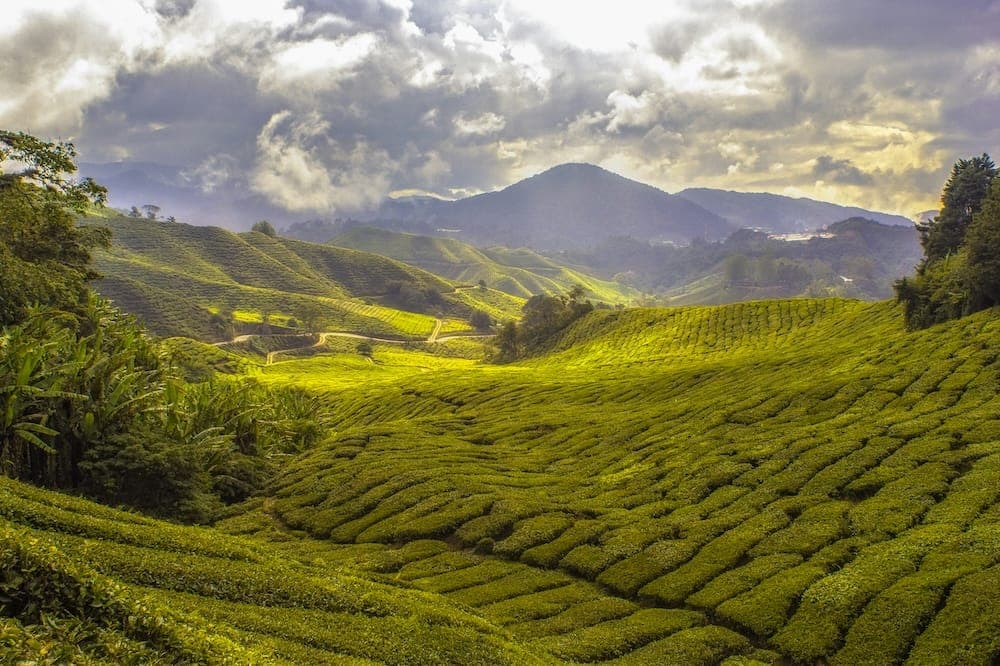 tea farm