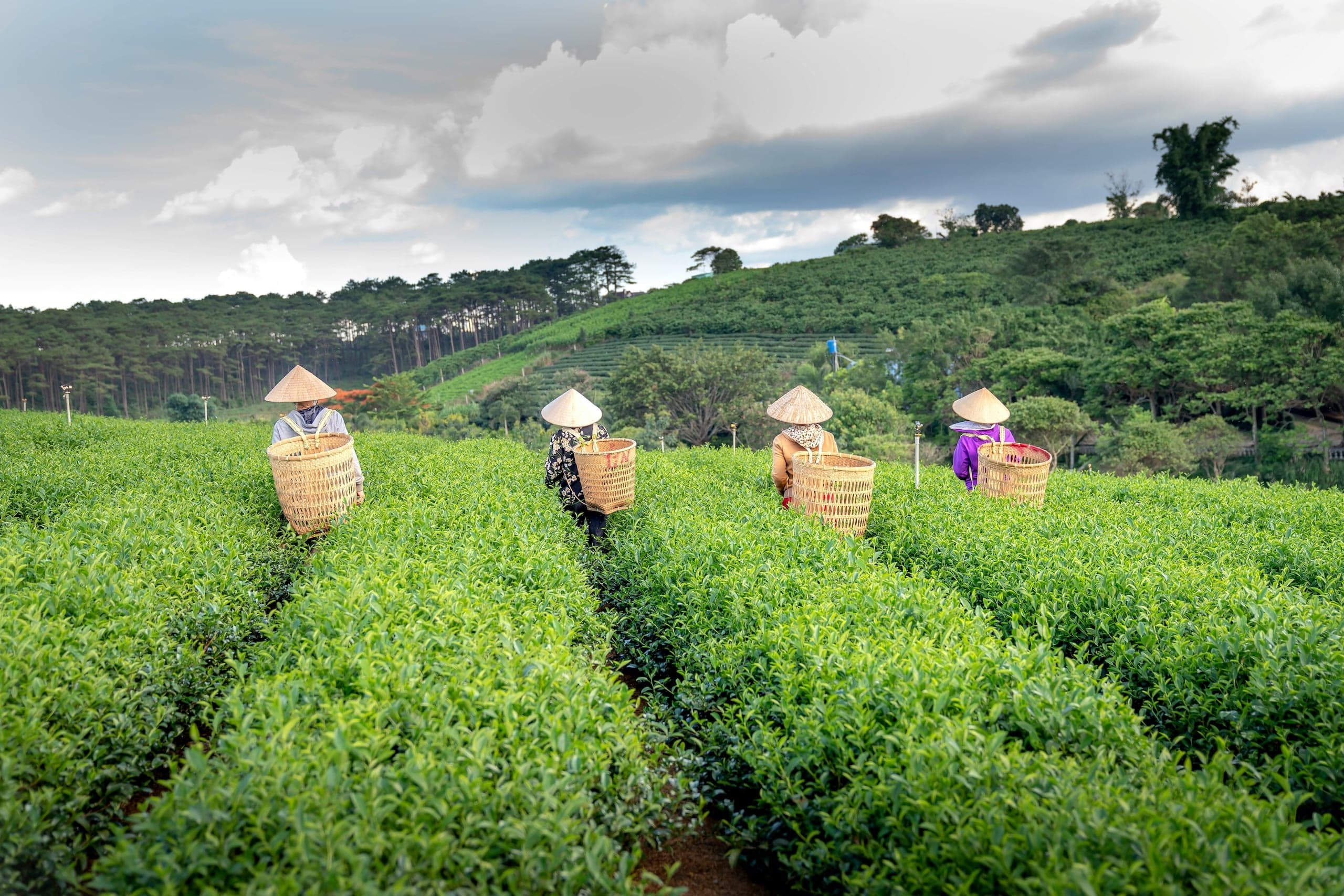 tea farm with workers on a blue day